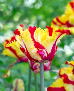Tulipa Texas Flame